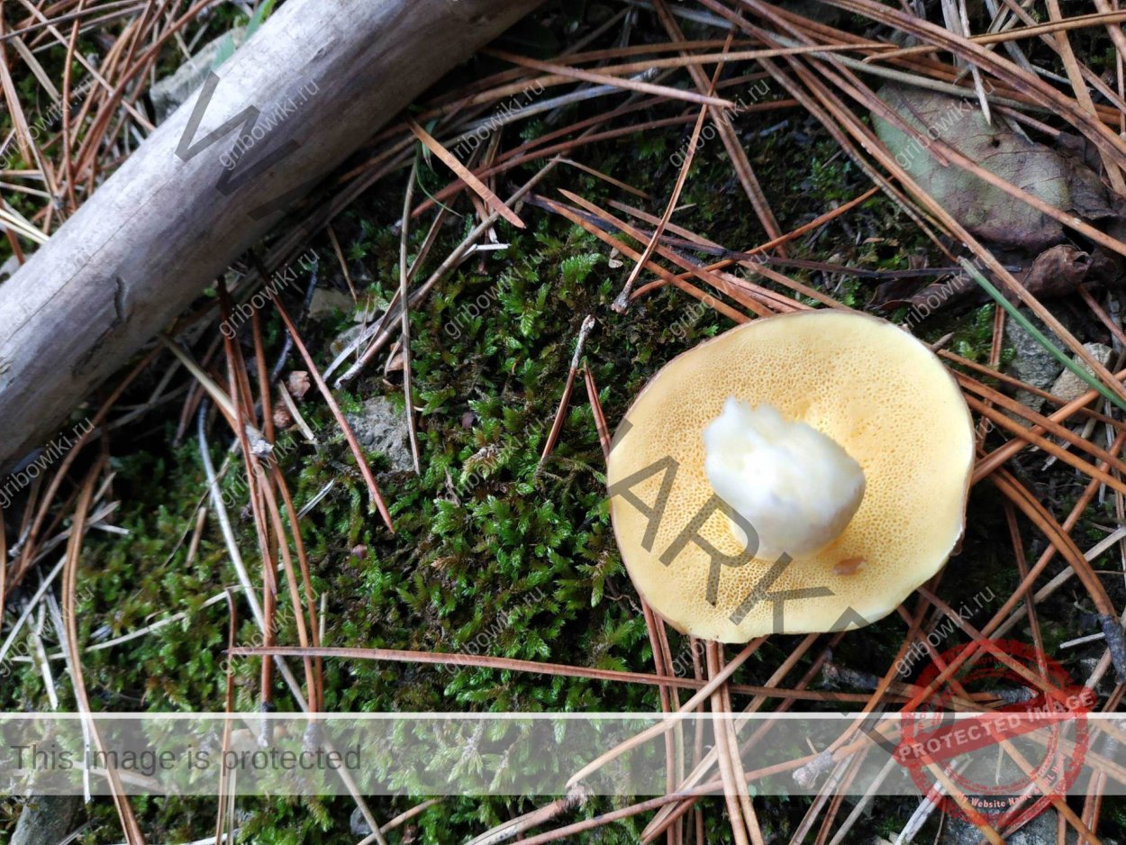 Грибы раннего лета