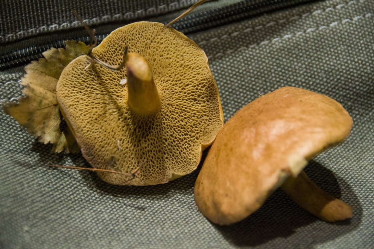 Гриб моховик (Козляк