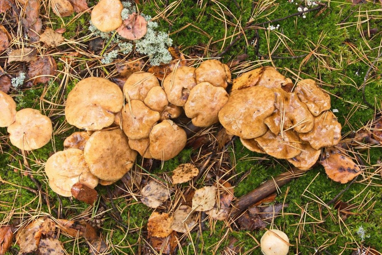 Гриб козлёнок съедобный