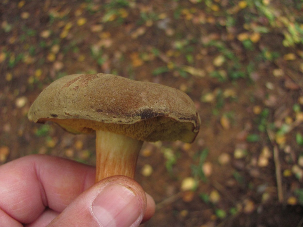 Масленок Козляк моховик