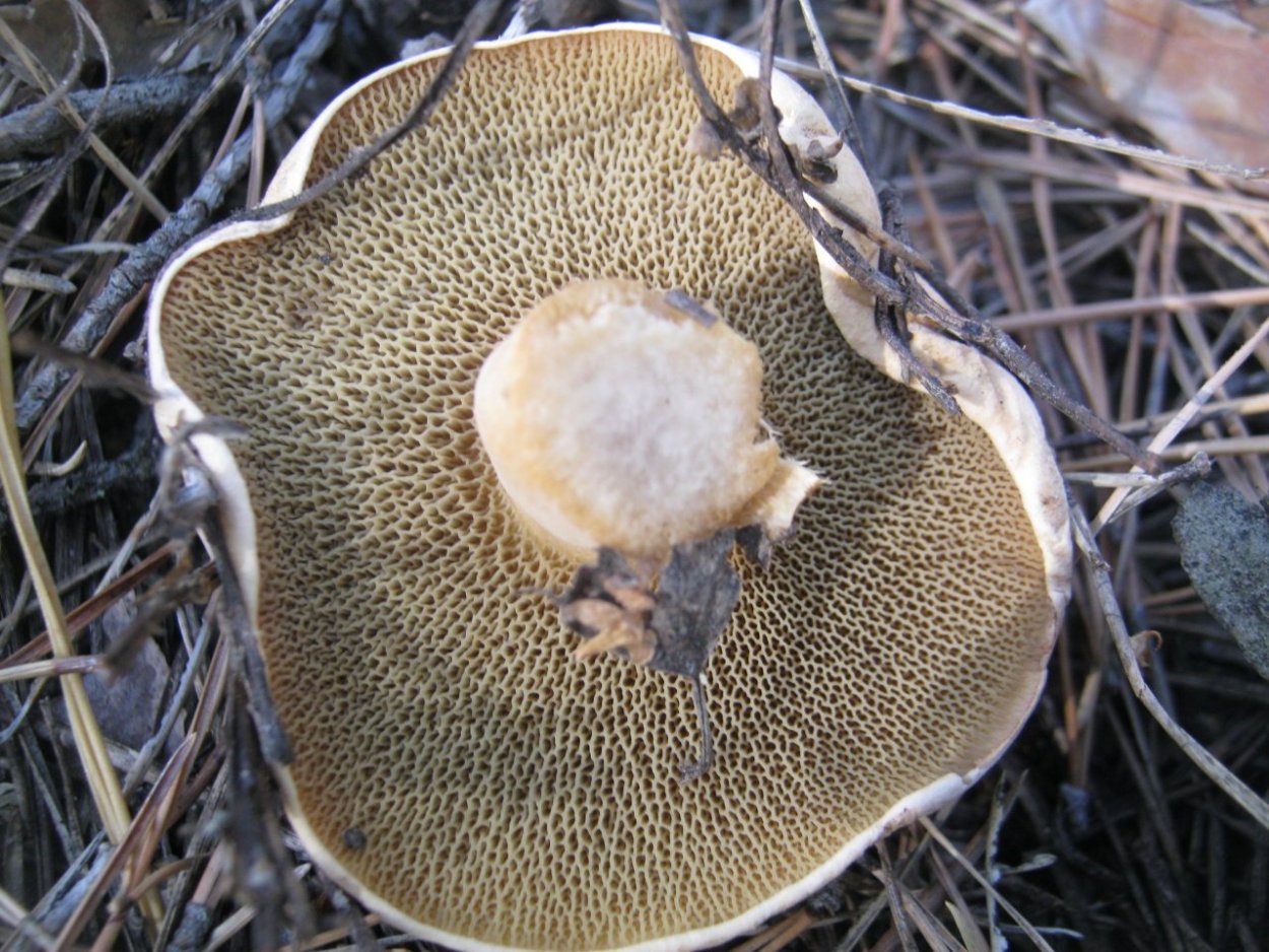 Suillus bovinus