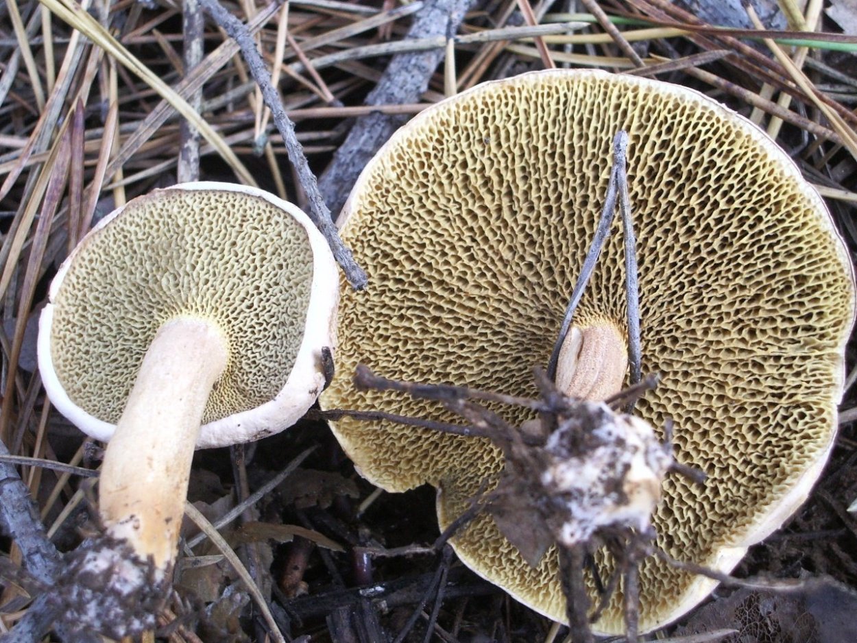 Гриб Козляк ядовитый