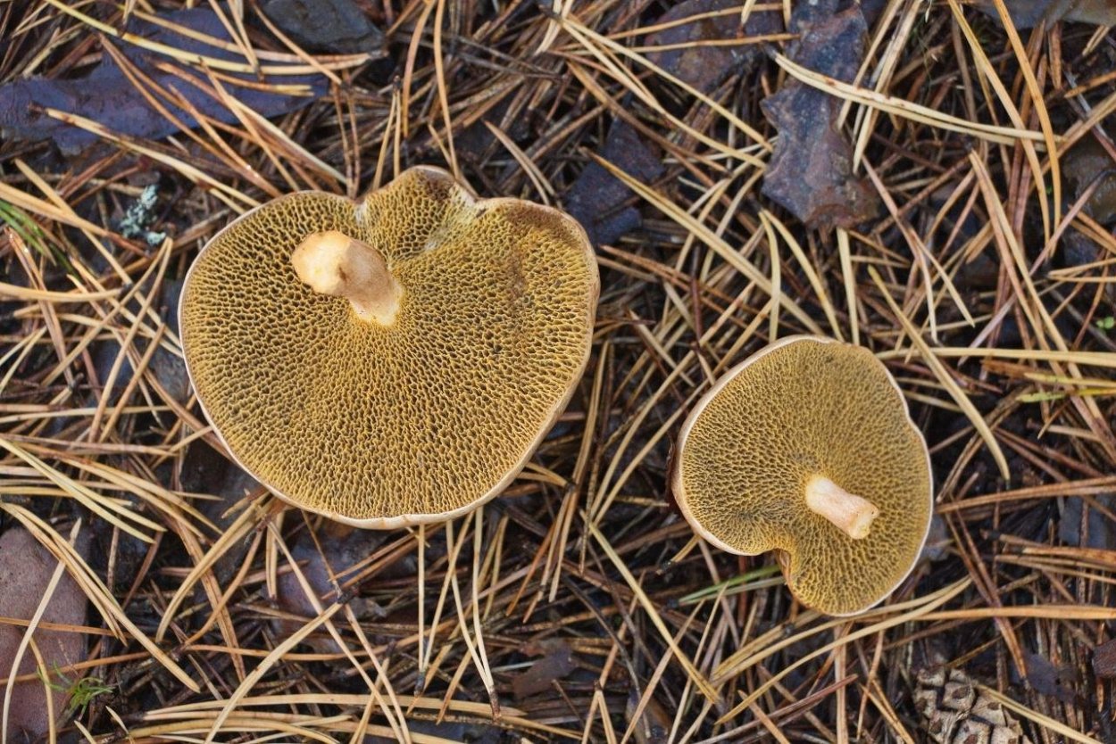 Козляк (Suillus bovinus)
