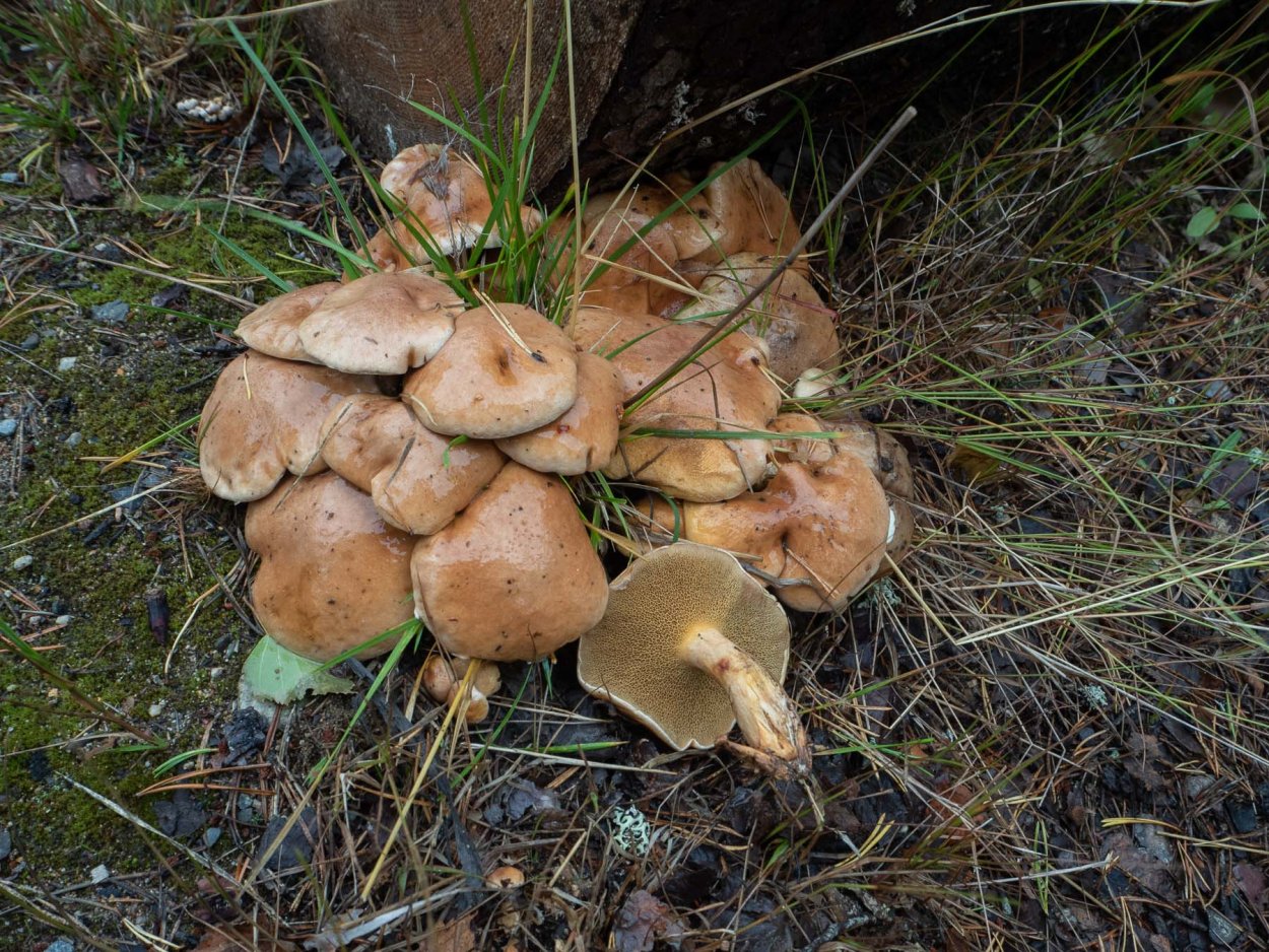 Козляк (Suillus bovinus)