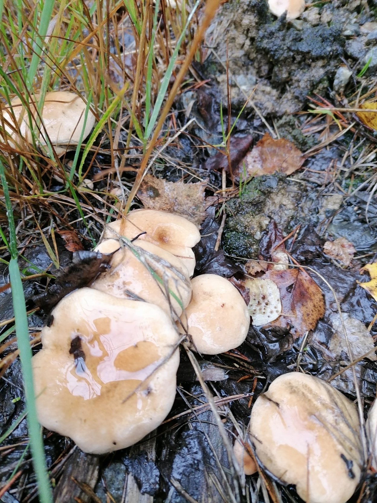 Сухой масленок гриб