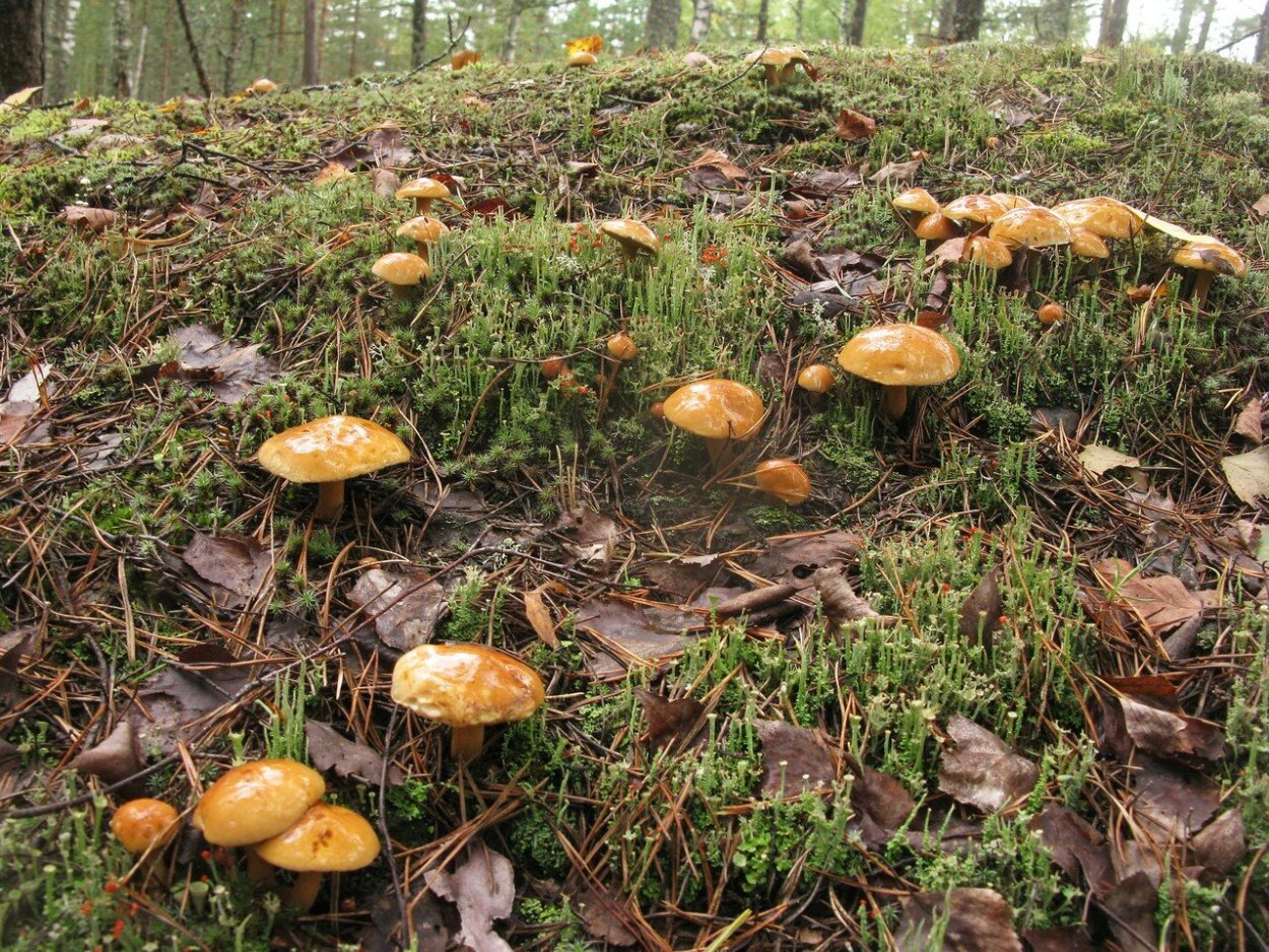 Масленок Козляк