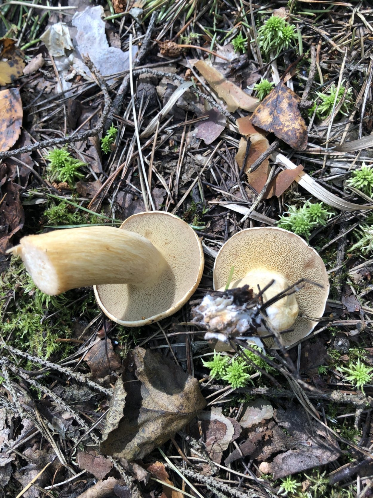 Маслёнок рыжий неокольцованный