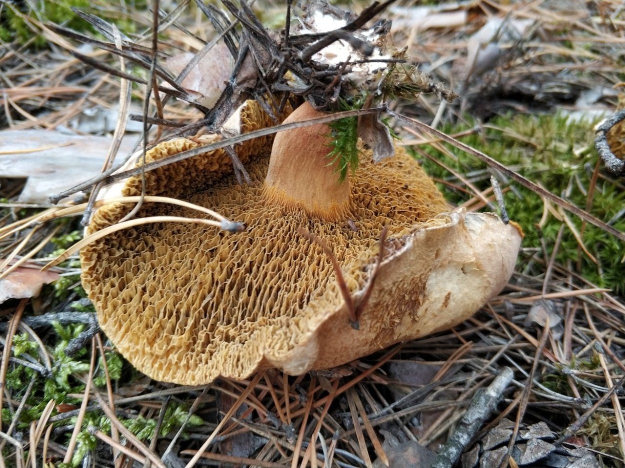 Гриб Козляк