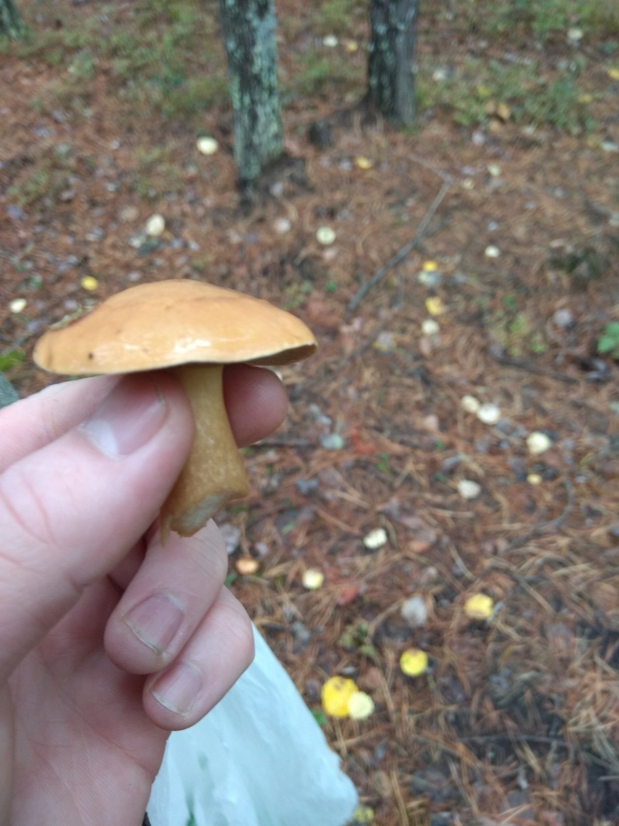 Грибы маслята ложные