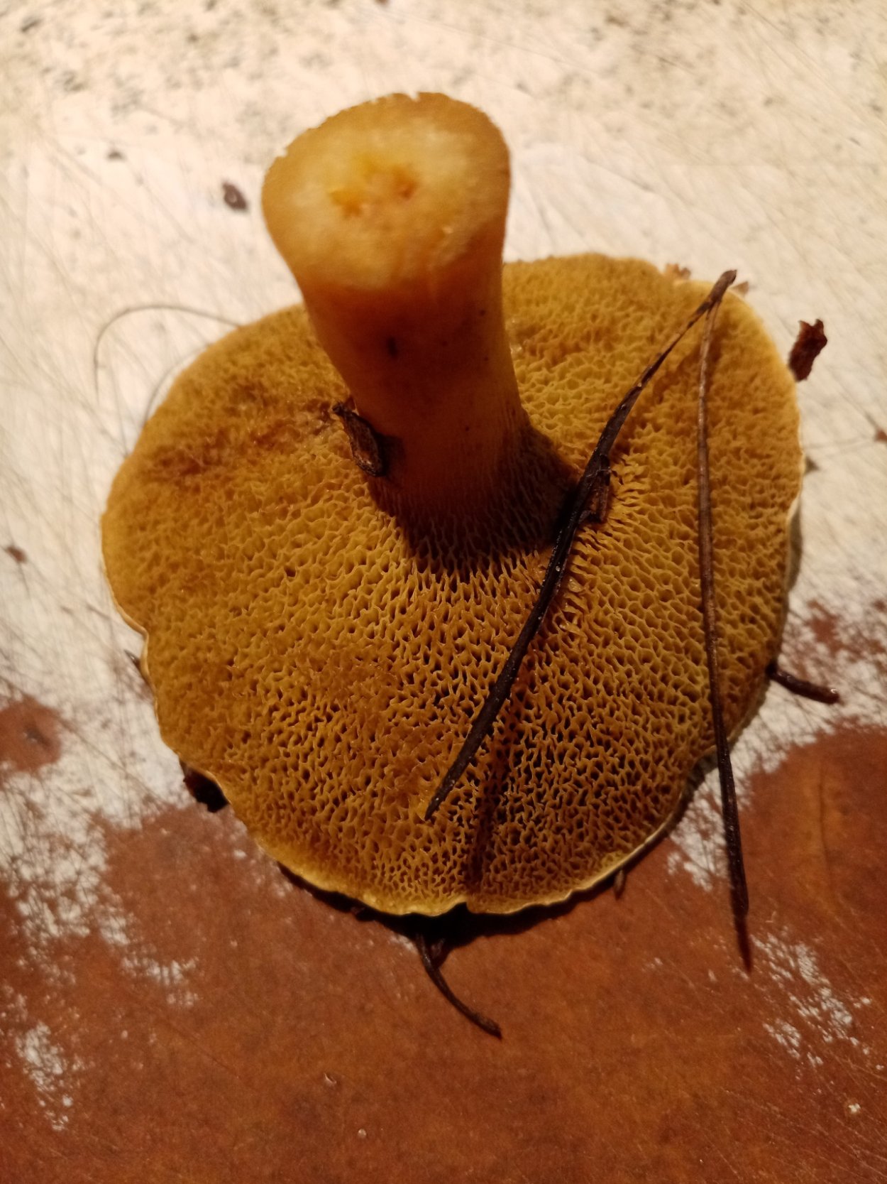 Боярский семь Козляк