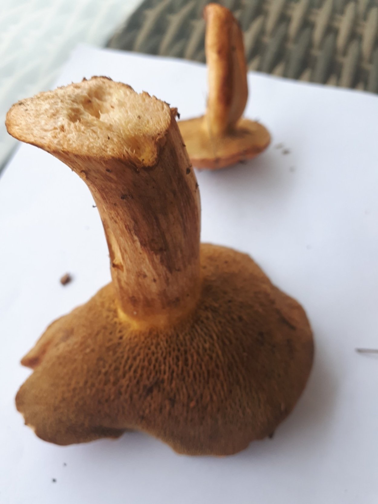 Гриб Козляк червивый