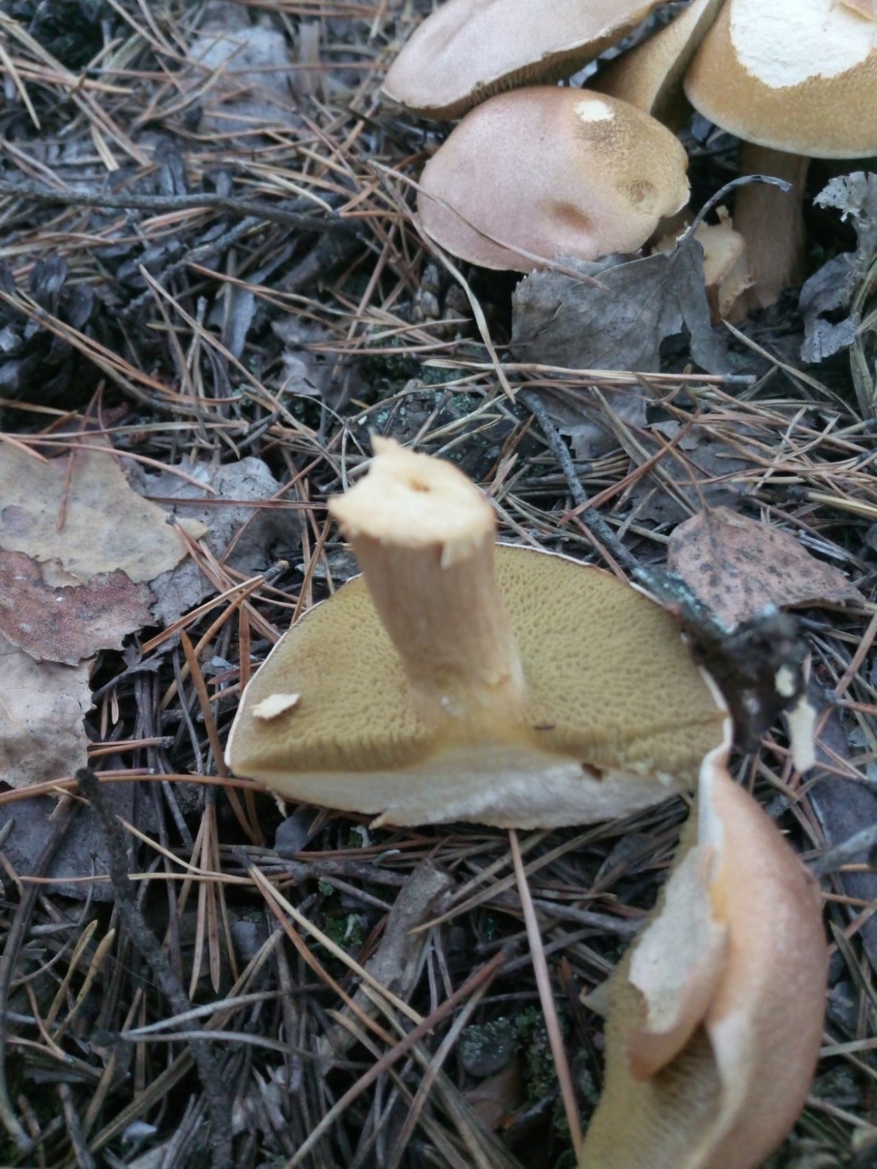 Маслёнок летний Козляк