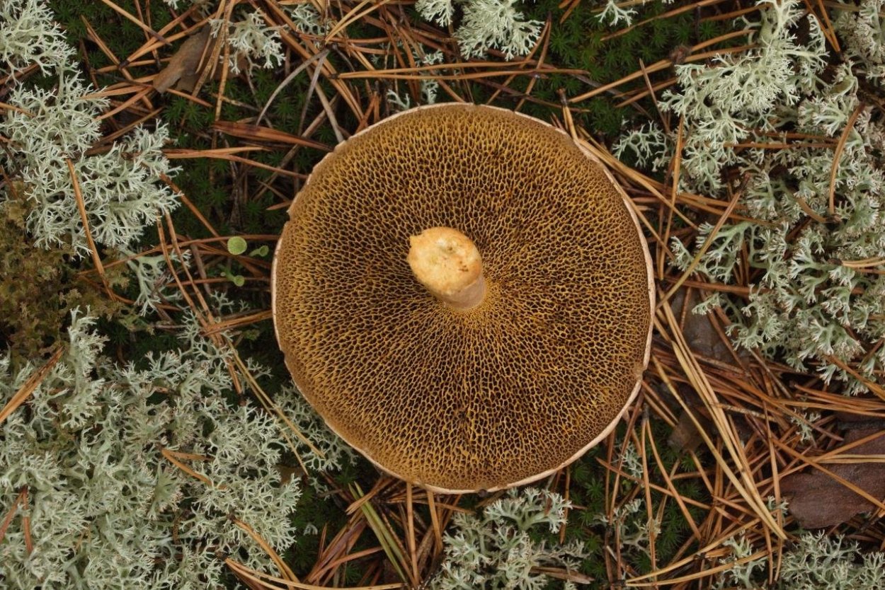 Моховик и Козляк