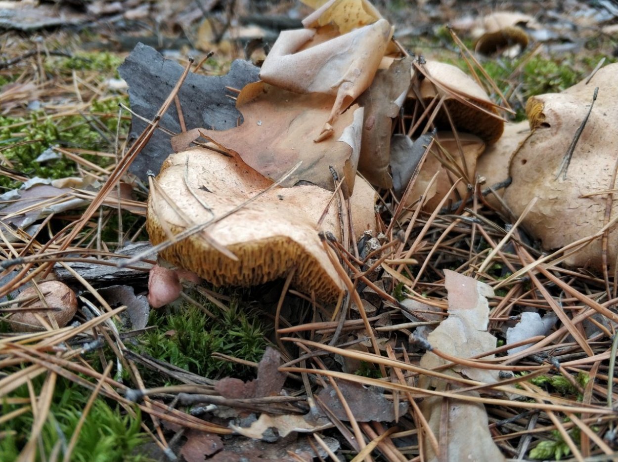 Подрешетник гриб