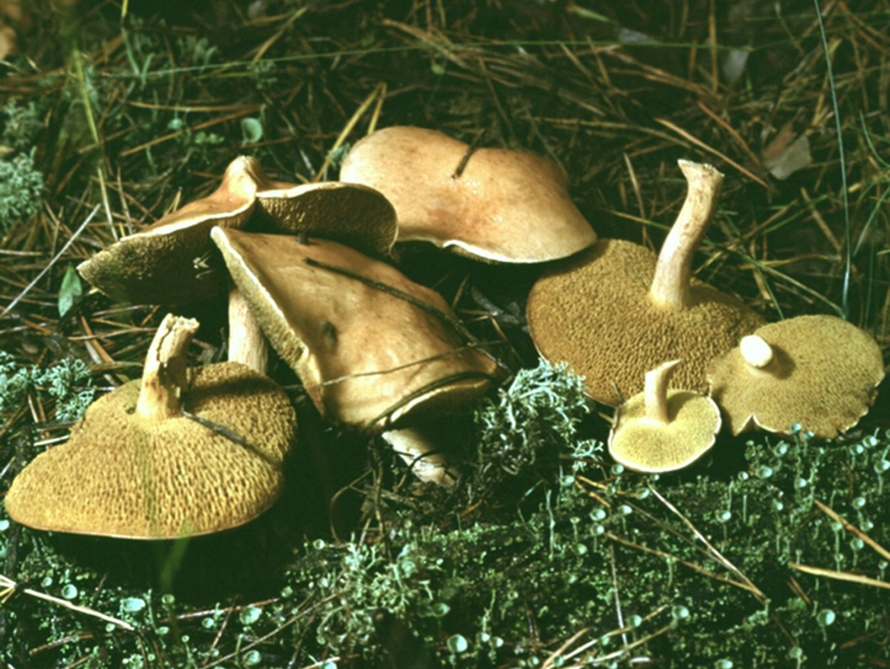 Гриб Козляк ножка