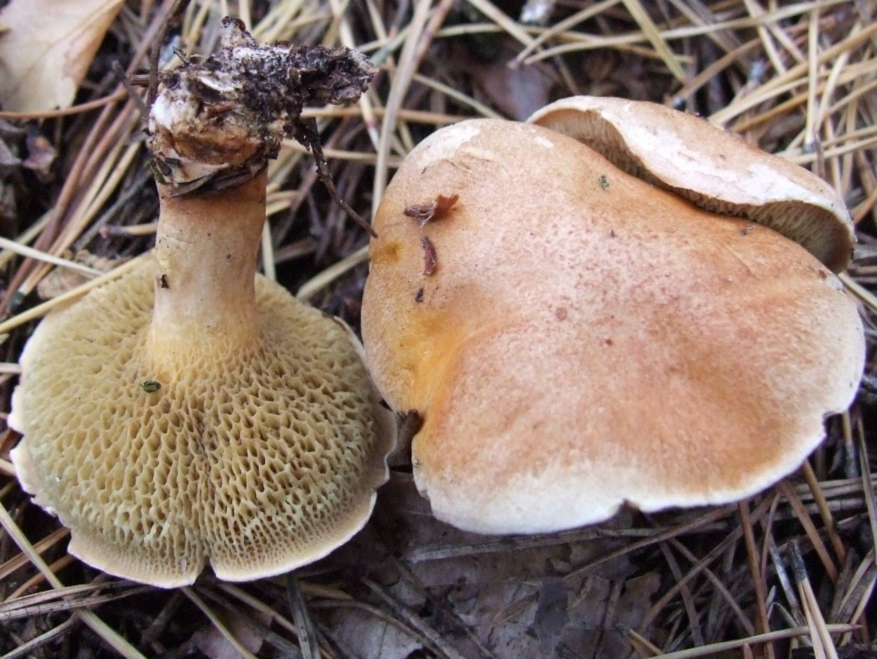 Козляк (Suillus bovinus)