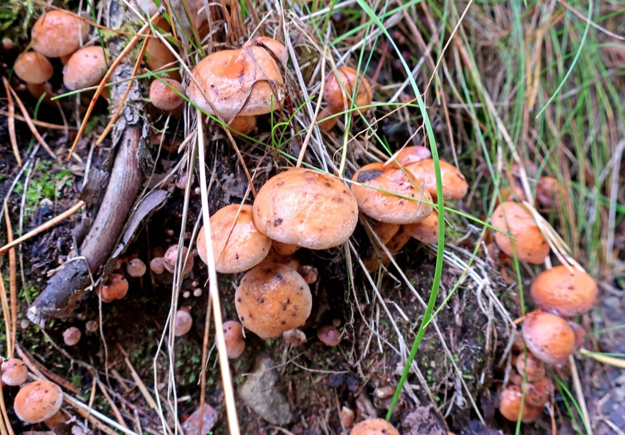 Грибы в Подмосковье Козляк