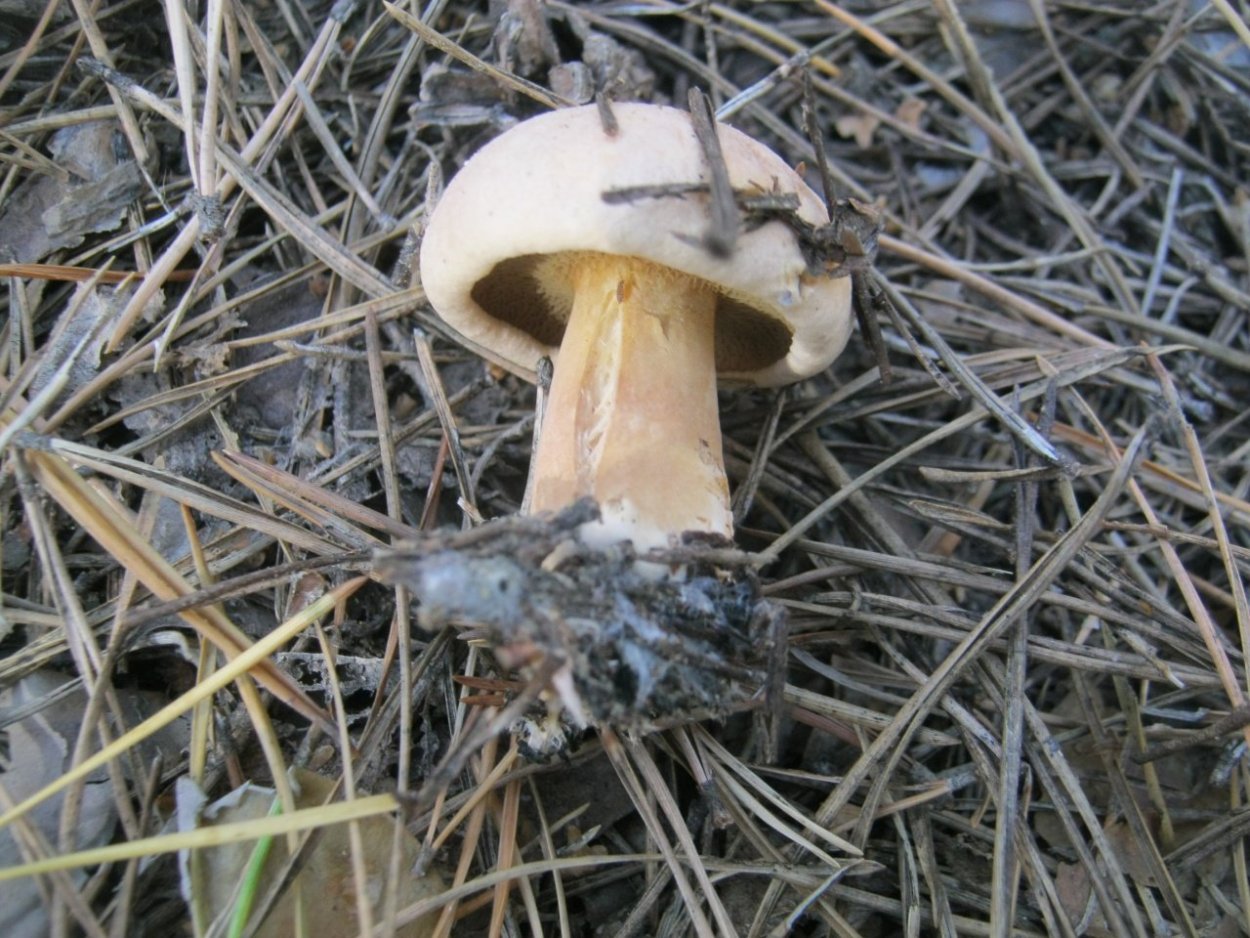 Масленок Козляк