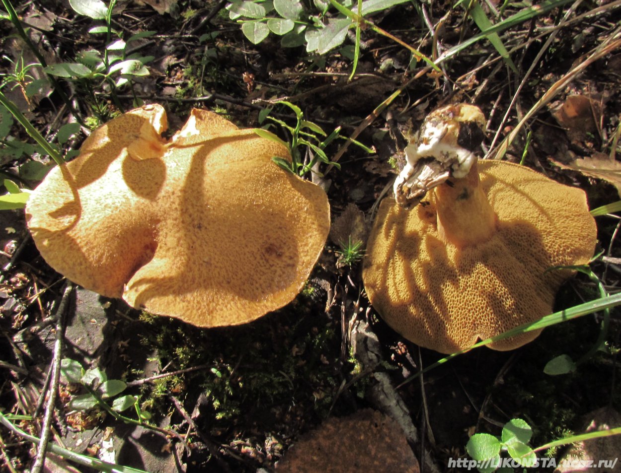 Масленок Козляк