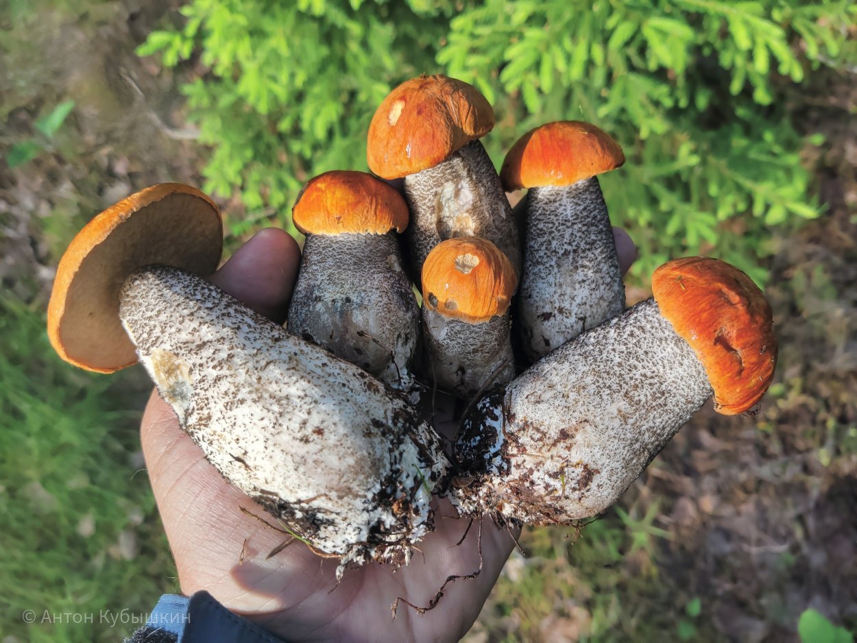 Ситовики грибы съедобные