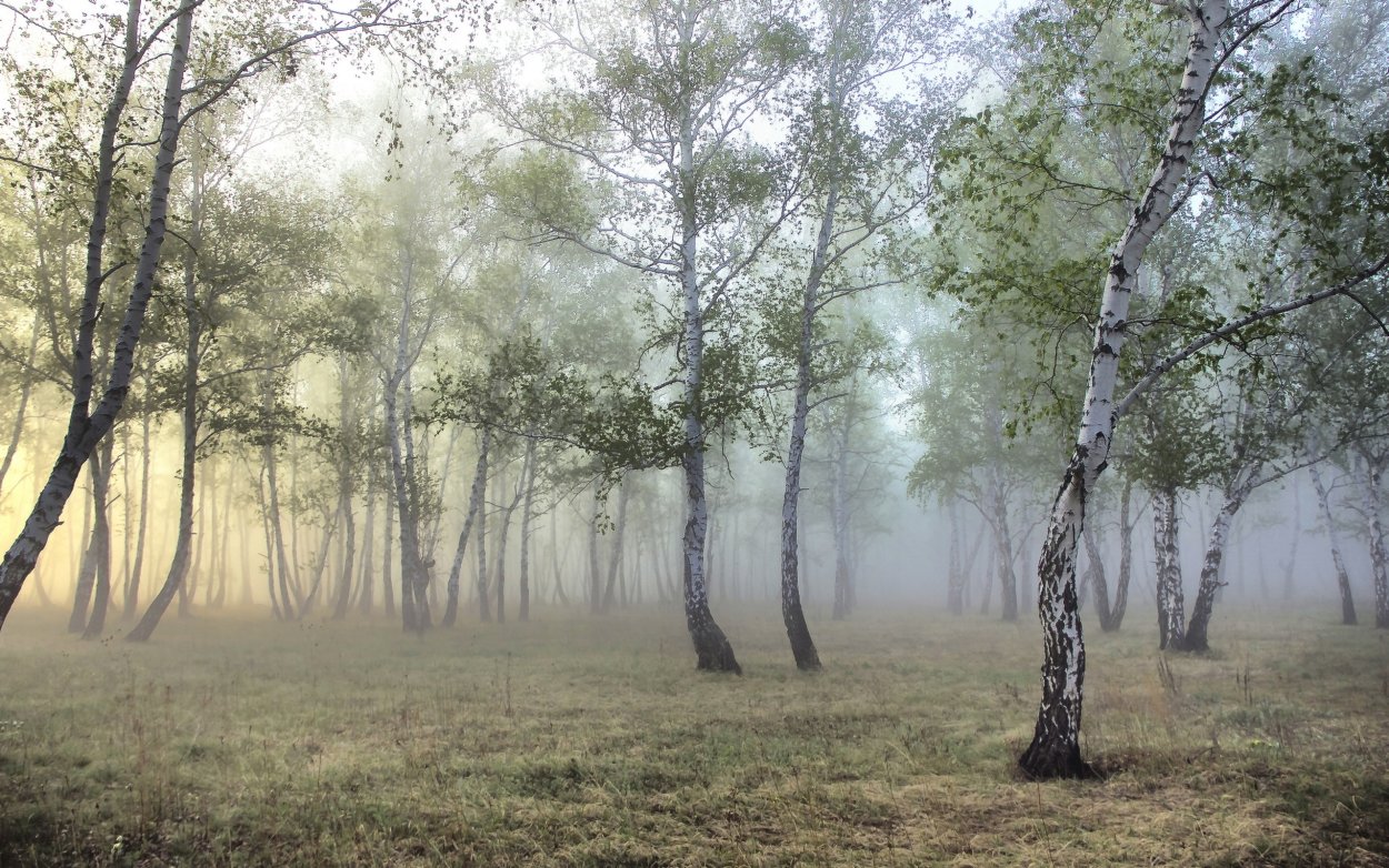 Родина Кубань березы