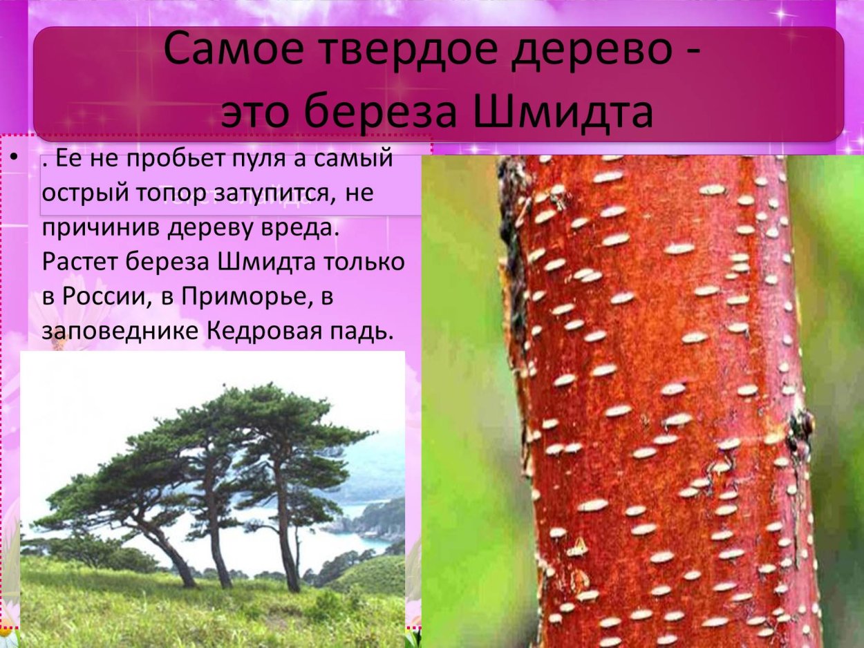 Хлопковое дерево Сейба