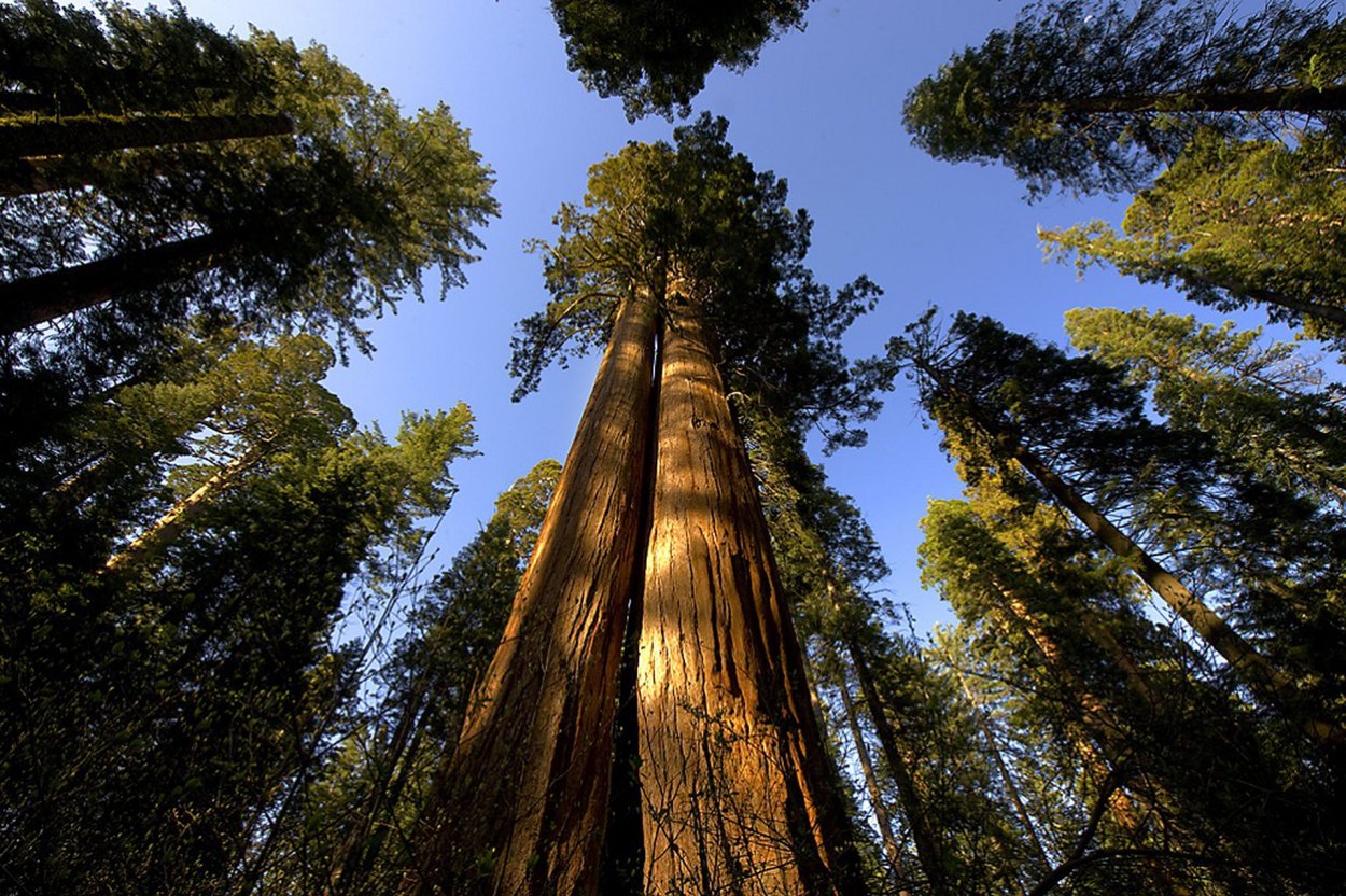 Национальный парк Секвойя (Sequoia National Park)