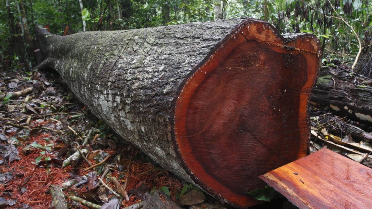 Ситтимовое дерево