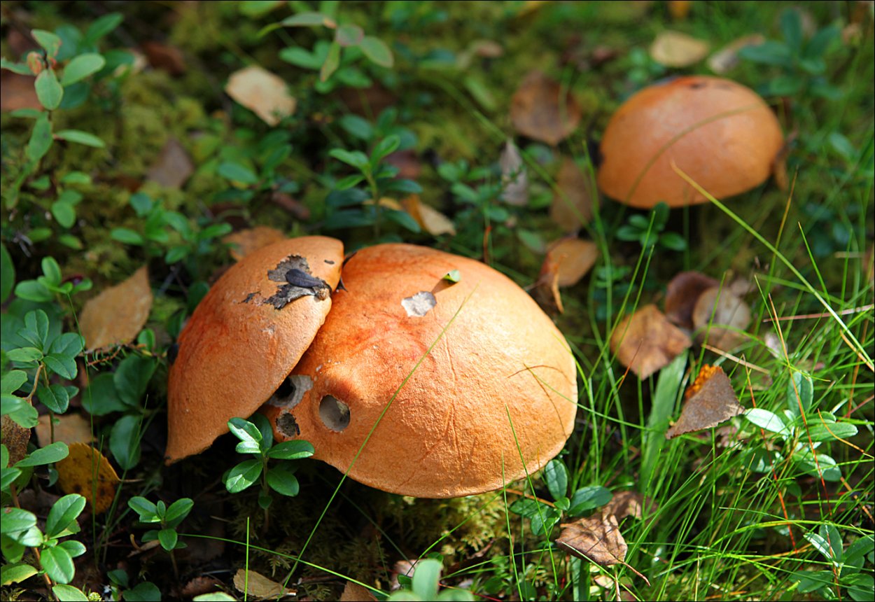 Грибы Кольского полуострова