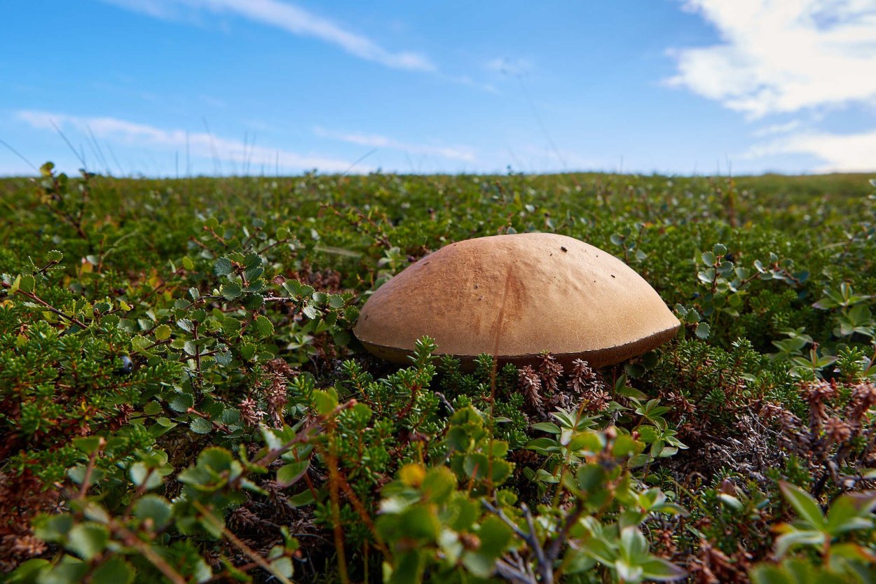 Природа Кольского полуострова