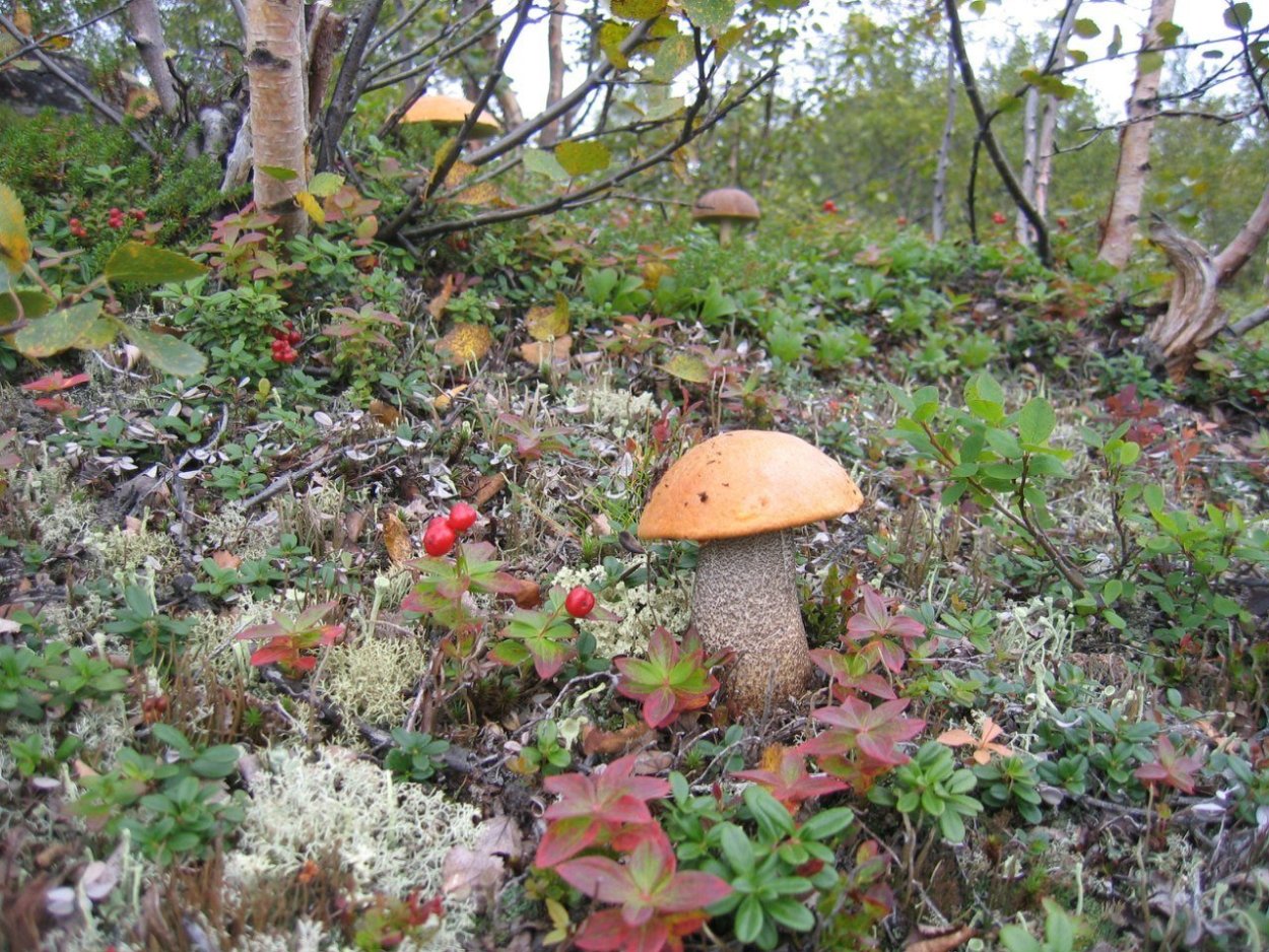 Чукотка тундра грибы