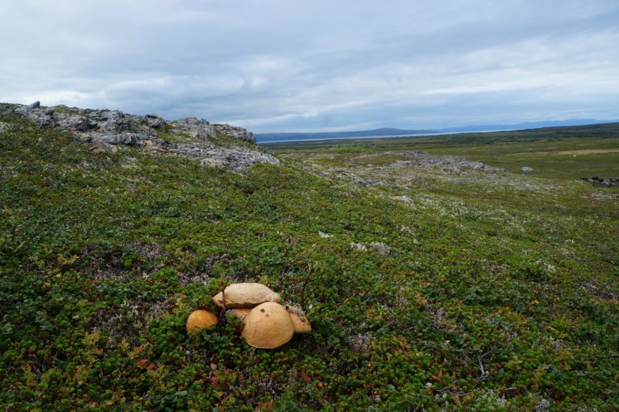 Черника Кольский полуостров