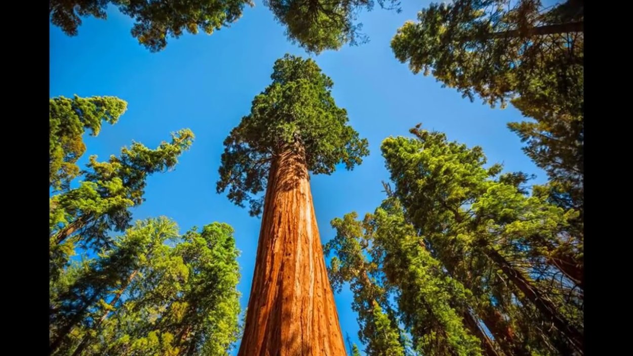 Генерал Шерман (дерево)