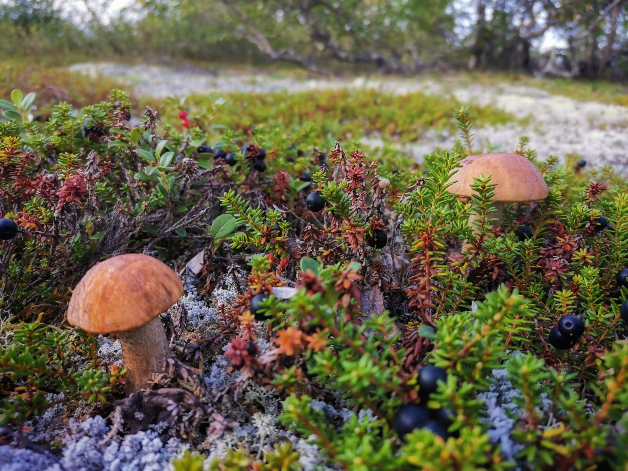 Подосиновики на Кольском полуострове