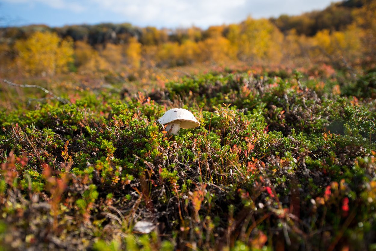 Грибы Кольского полуострова
