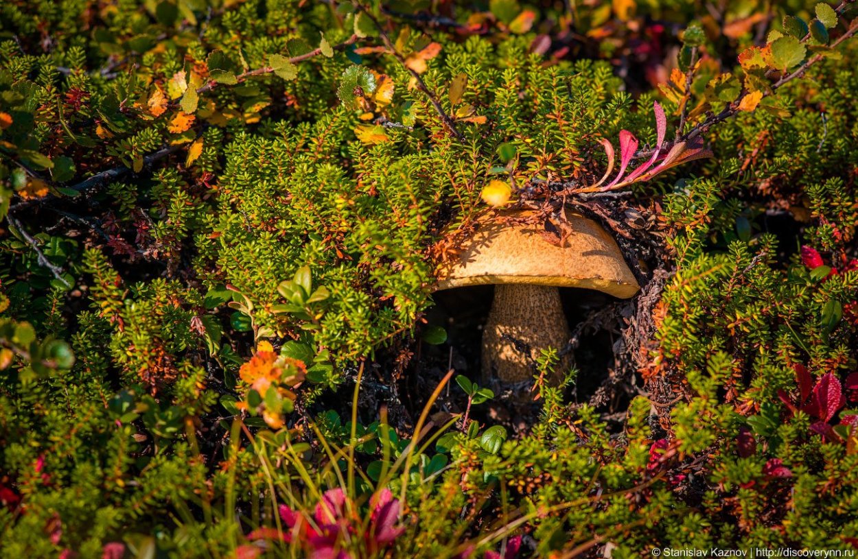 Кольский полуостров грибы ягоды тундра