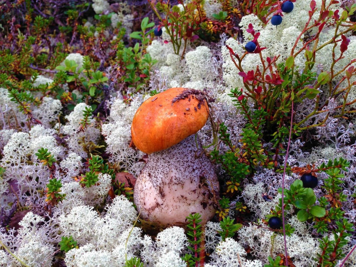 Карликовые деревья и грибы в тундре