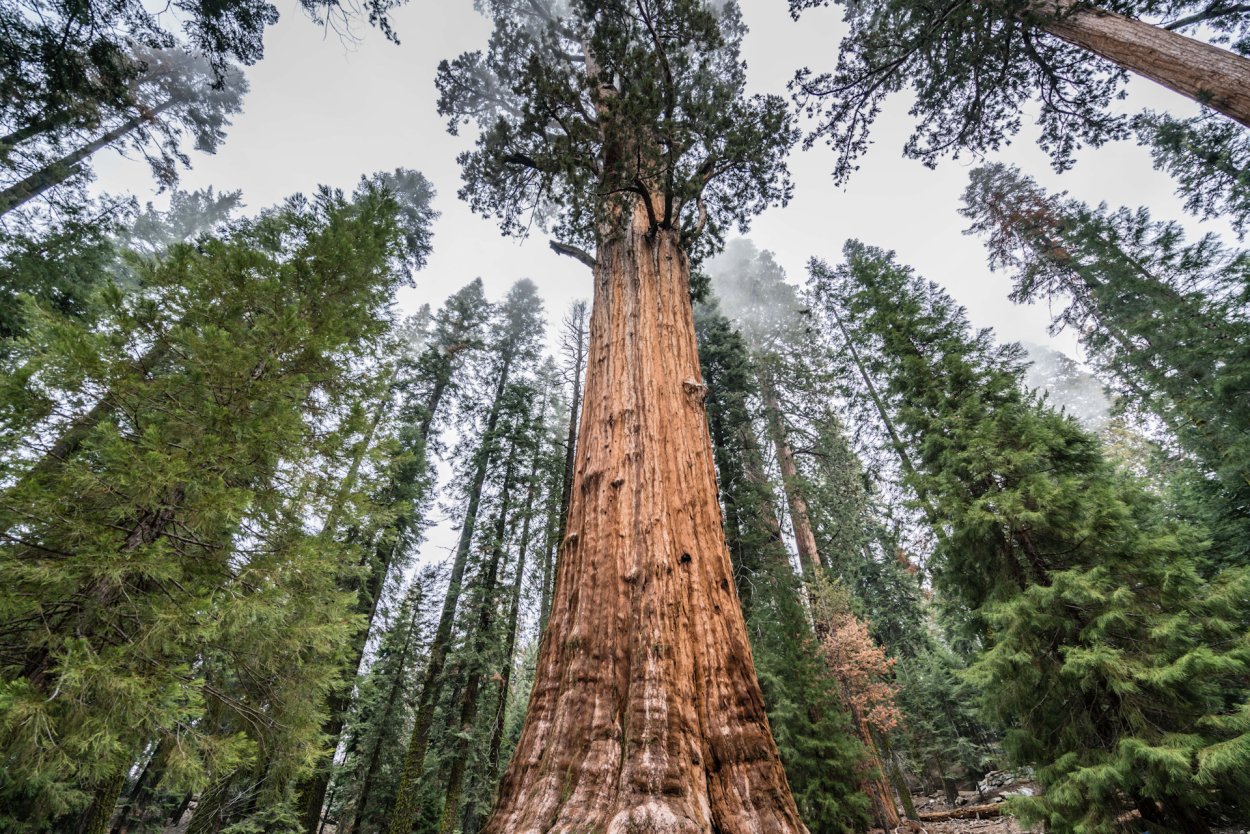 Гигантский австралийский эвкалипт