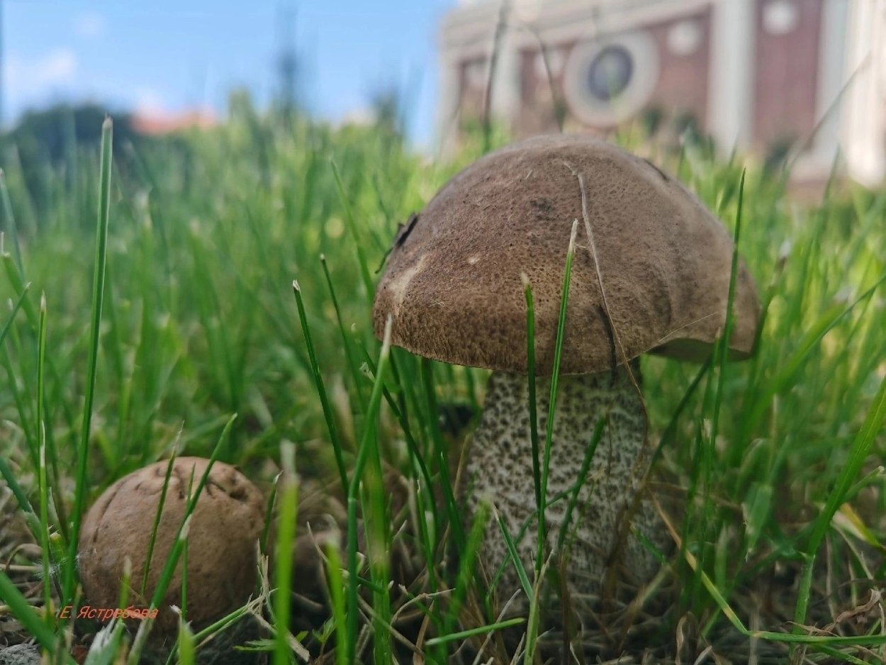 Грибы в Мурманске