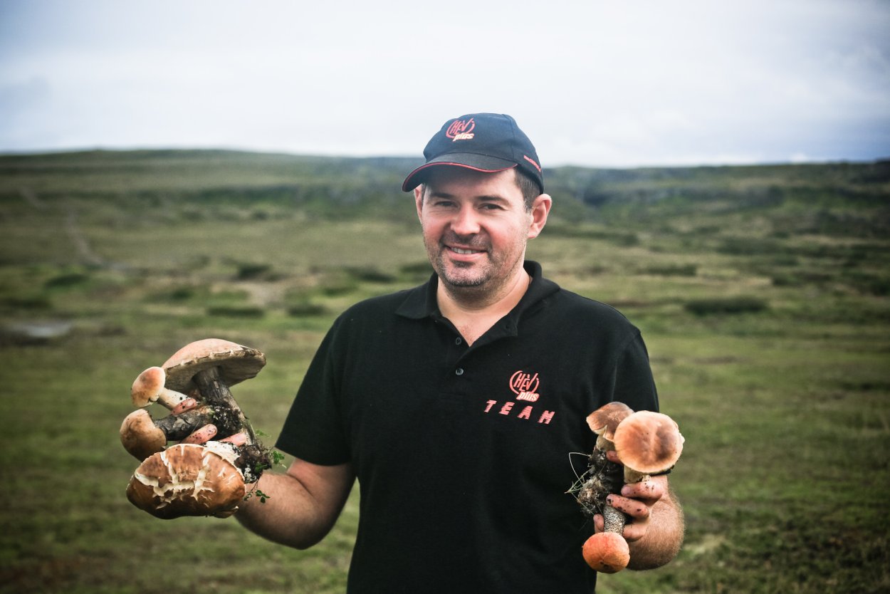 Грибы в тундре