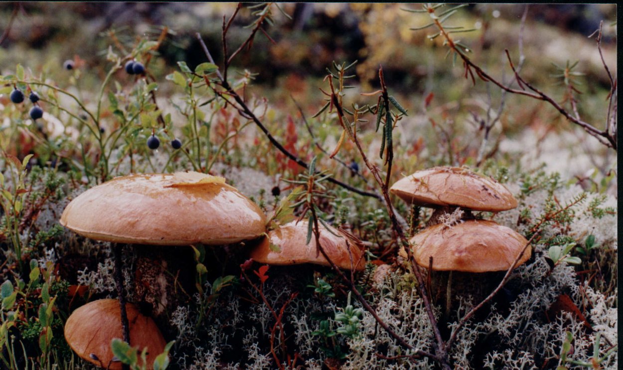 Гриб дождевик Кольский полуостров
