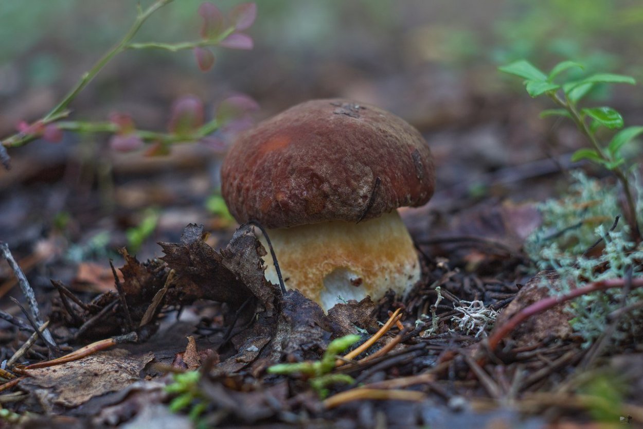 Подосиновики и брусника