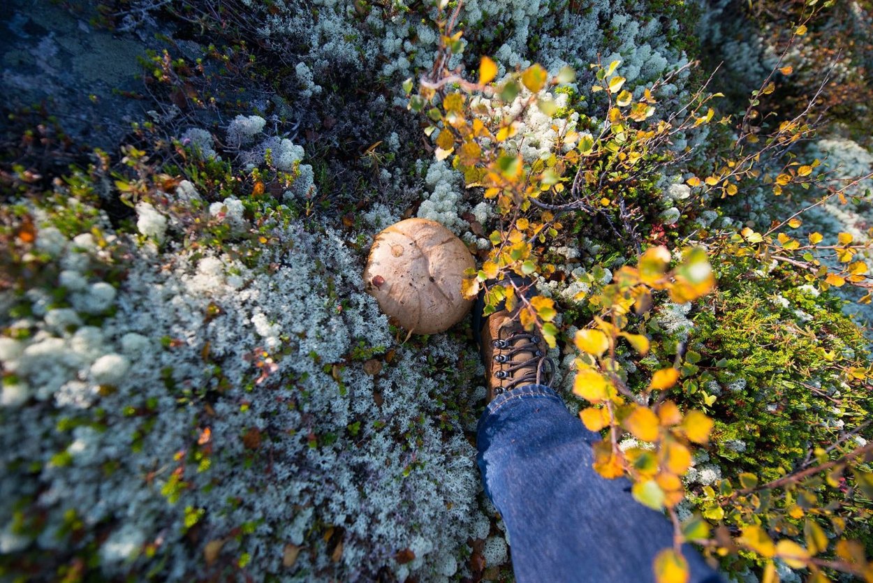 Кольский полуостров грибы и ягоды
