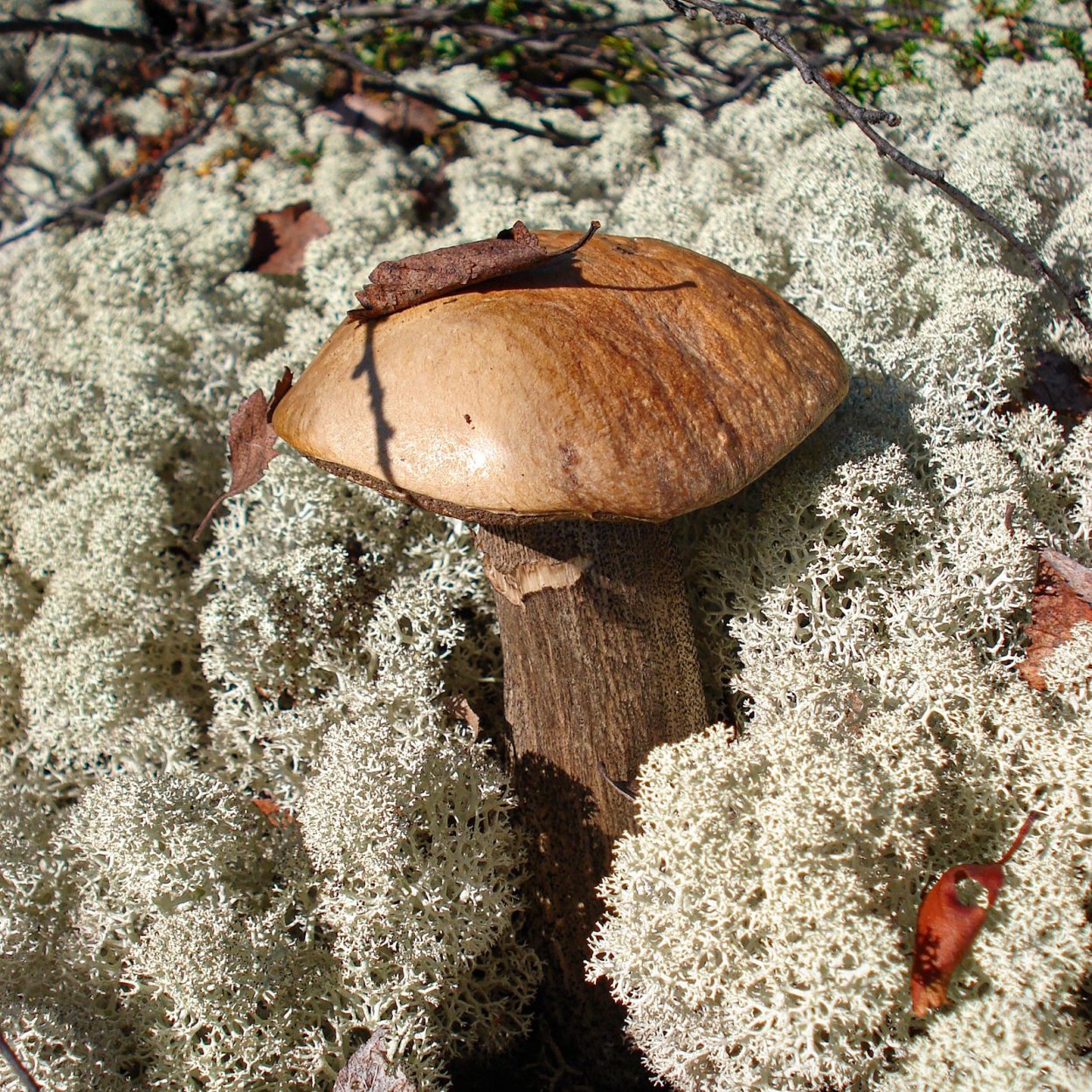 Съедобные грибы Мурманской области грибы Мурманской области