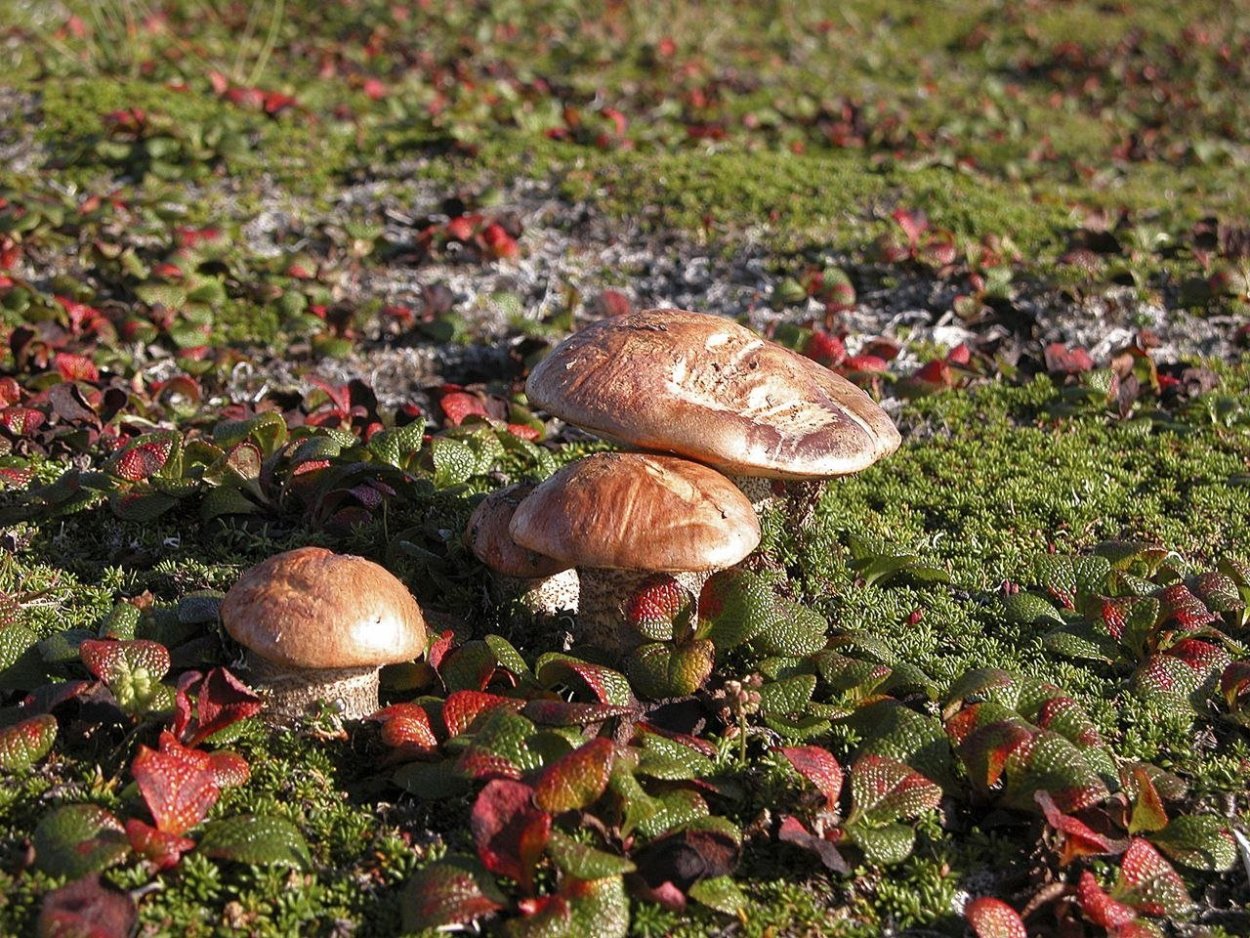 Подосиновики на Кольском полуострове