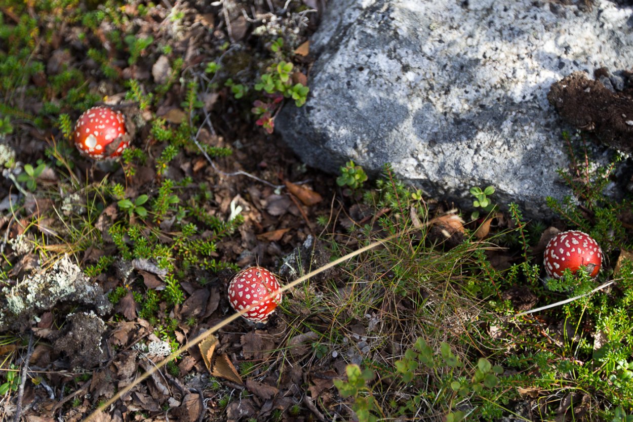 Командорские острова тундра грибы