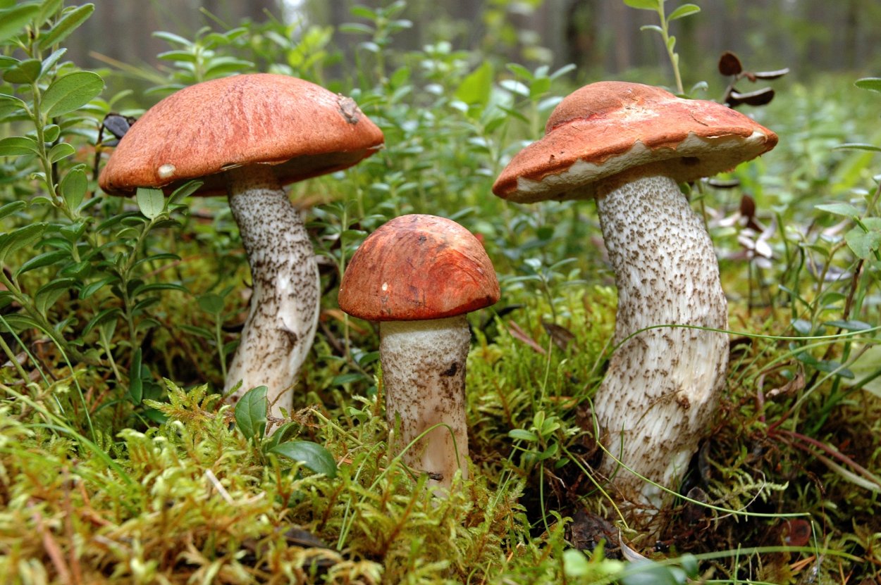 Грибы севера Мурманской области