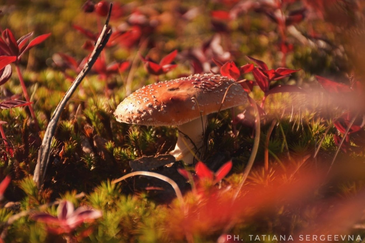 Грибы Кольского полуострова