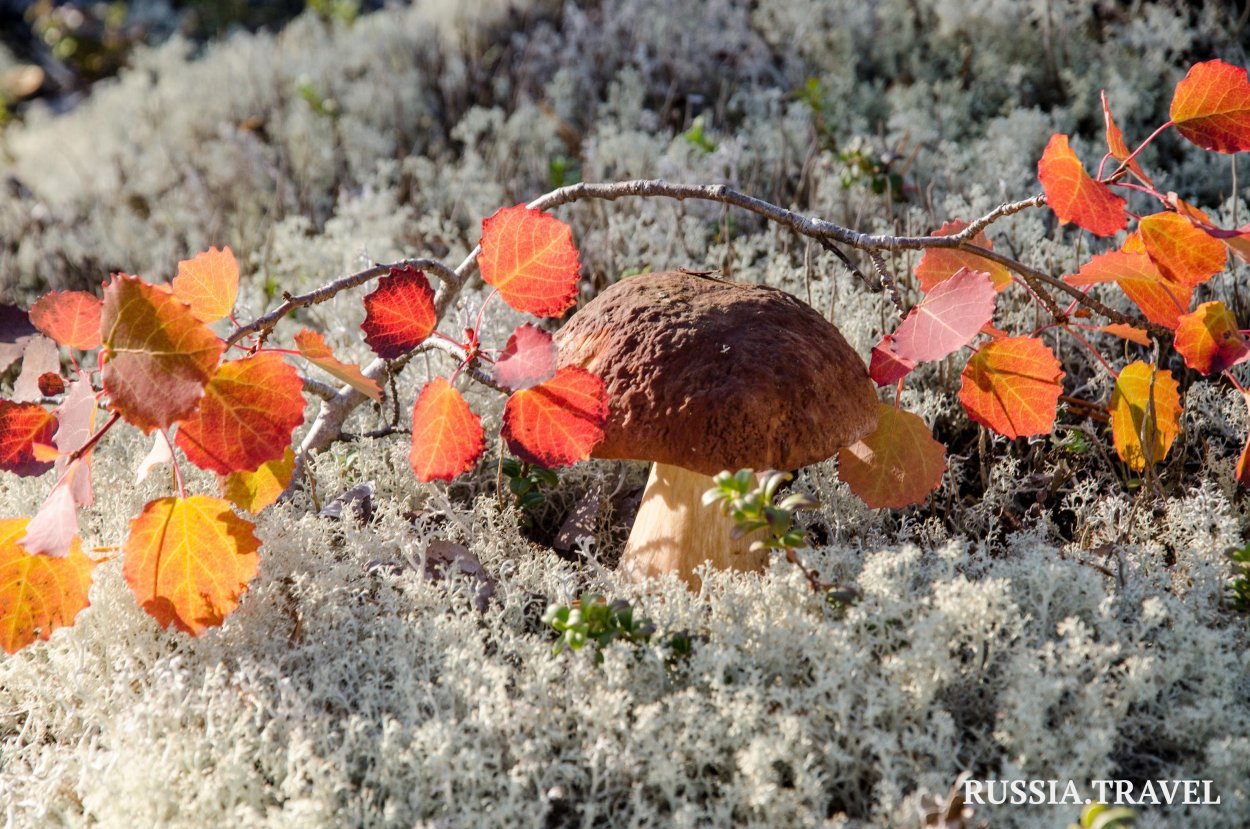 Кольский полуостров мухоморы