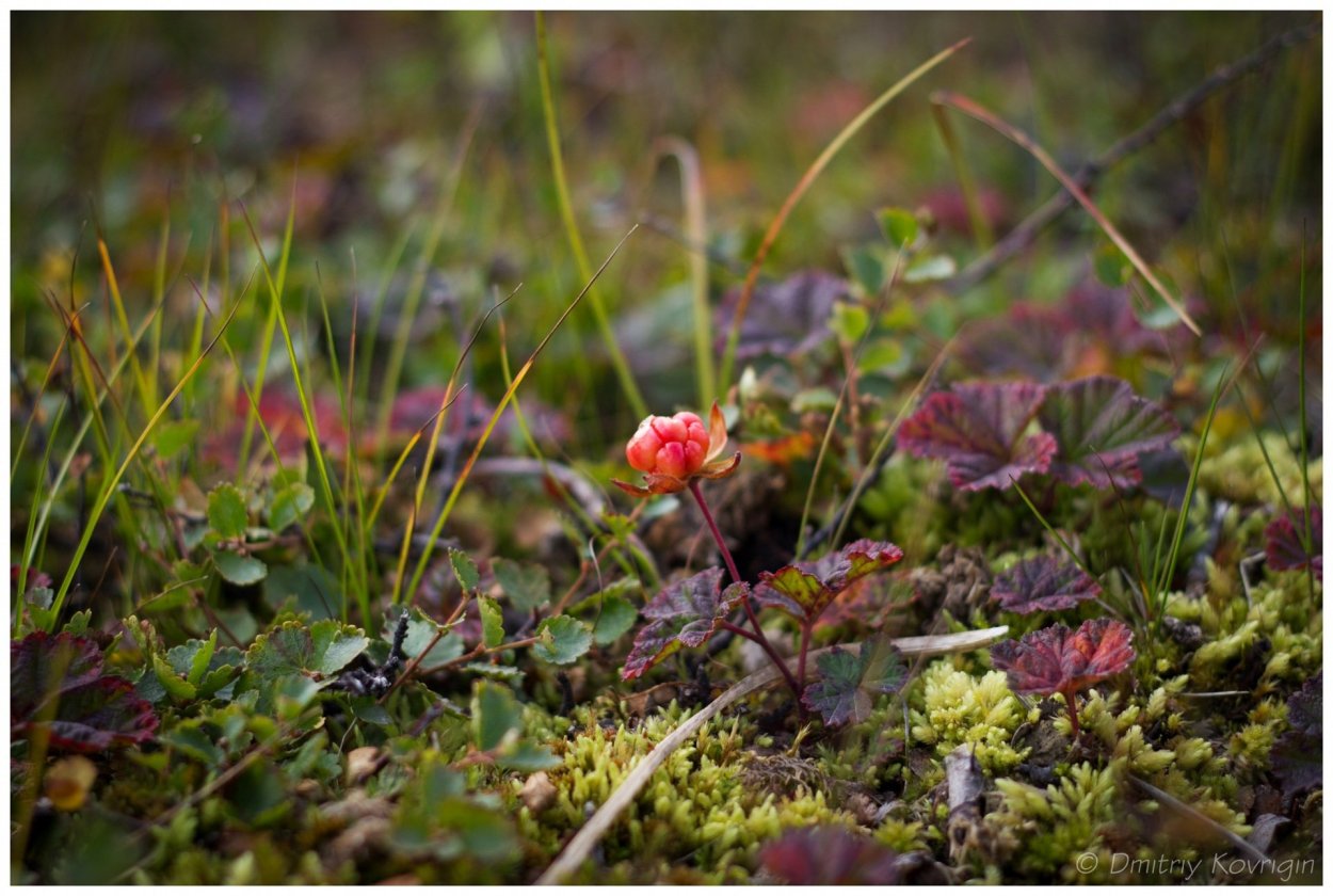 Грибы Кольского полуострова
